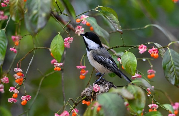 Impact environnemental : comprendre et évaluer les enjeux clés
